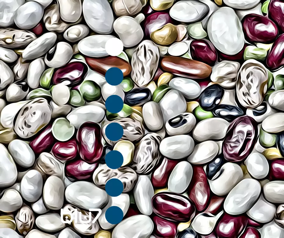 una distesa di legumi;